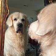 Freddie joined the competition — help win amazing prizes! dog, mirror, reflection, white_dog, fluffy, gold_frame, indoor, carpet, ceiling_fan, curious, pet, animal, portrait, close_up, household, decor, furniture, looking, domestic, canine