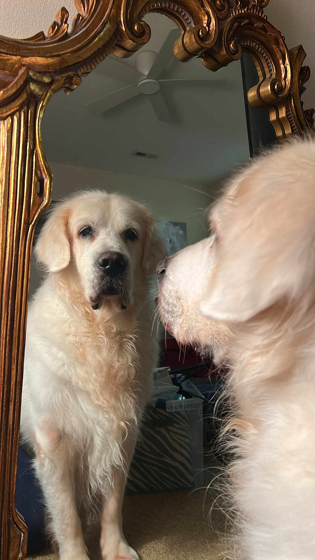 Freddie joined the competition — help win amazing prizes! dog, mirror, reflection, white_dog, fluffy, gold_frame, indoor, carpet, ceiling_fan, curious, pet, animal, portrait, close_up, household, decor, furniture, looking, domestic, canine