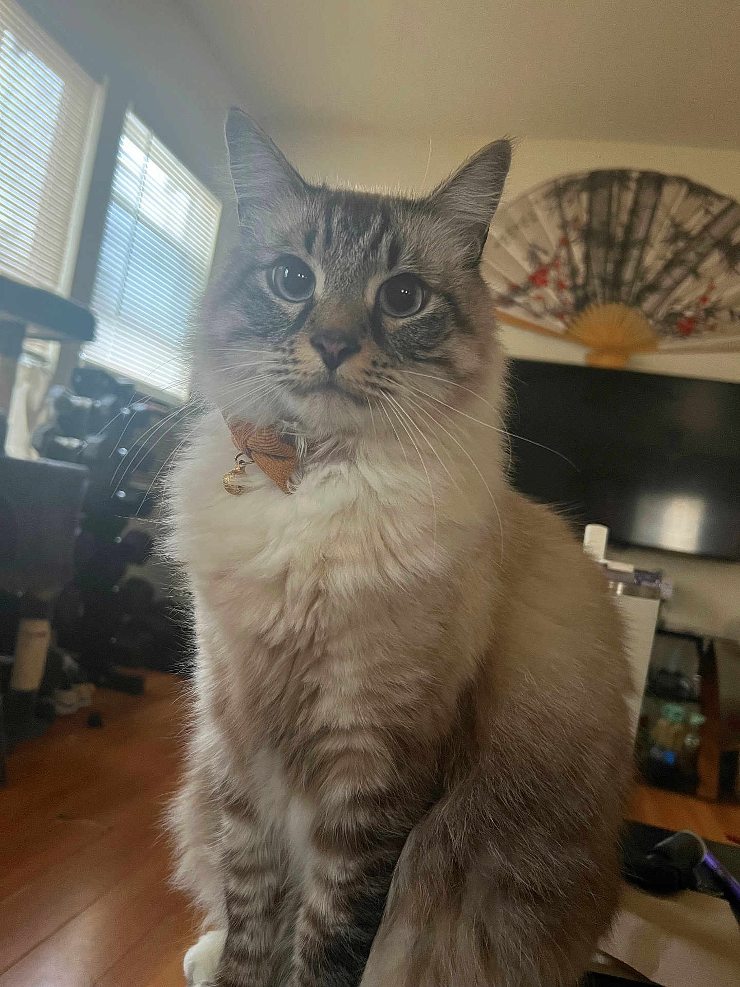 Xerxes