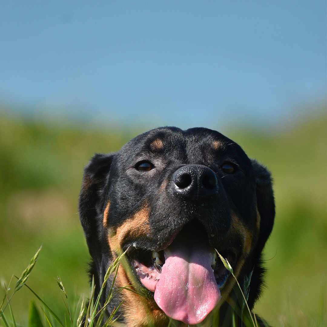 Rosco participe au concours pour gagner de l'argent avec cette photo : animal, black_and_tan, canine, closeup, dog, field, grass, greenery, happy, muzzle, nature, outdoor, pet, playful, rottweiler, sky, summer, sunlight, tongue, tongue_out