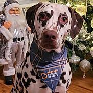Maverick is registered to the contest to win money with this photo: animal, baby, canine, clothing, costume, dalmatian, dog, face, figurine, footwear, head, hound, person, pet, pointer, puppy, shoe, whitedog, wood
