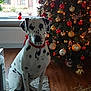 Kassy is registered to the contest to win money with this photo: carnivoran, christmas, christmas_decoration, dalmatian, dog, dog_breed, dog_like_mammal, holiday, mammal, non_sporting_group, snout, vertebrate