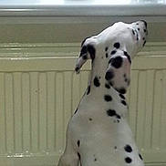 Kassy is registered to the contest to win money with this photo: carnivoran, dalmatian, dog, dog_breed, dog_like_mammal, mammal, non_sporting_group, photo_caption, snout, vertebrate