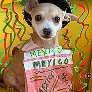 Little Latin Lupe Lu joined the competition — help win amazing prizes! bib, big_eyes, chihuahua, closeup, costume, couch, decorations, dog, ears, fabric, festive, fiesta, handmade, mexico_text, nose, pet_portrait, small_dog, sombrero, streamers, yellow_background
