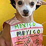 dog, chihuahua, puppy, small_dog, costume, sombrero, handmade_sign, handwritten_text, mexico, yellow_background, fabric, closeup, portrait, cute, big_eyes, ears, nose, pet, sitting, indoor