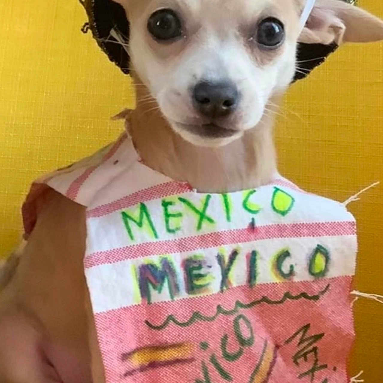 Little Latin Lupe Lu