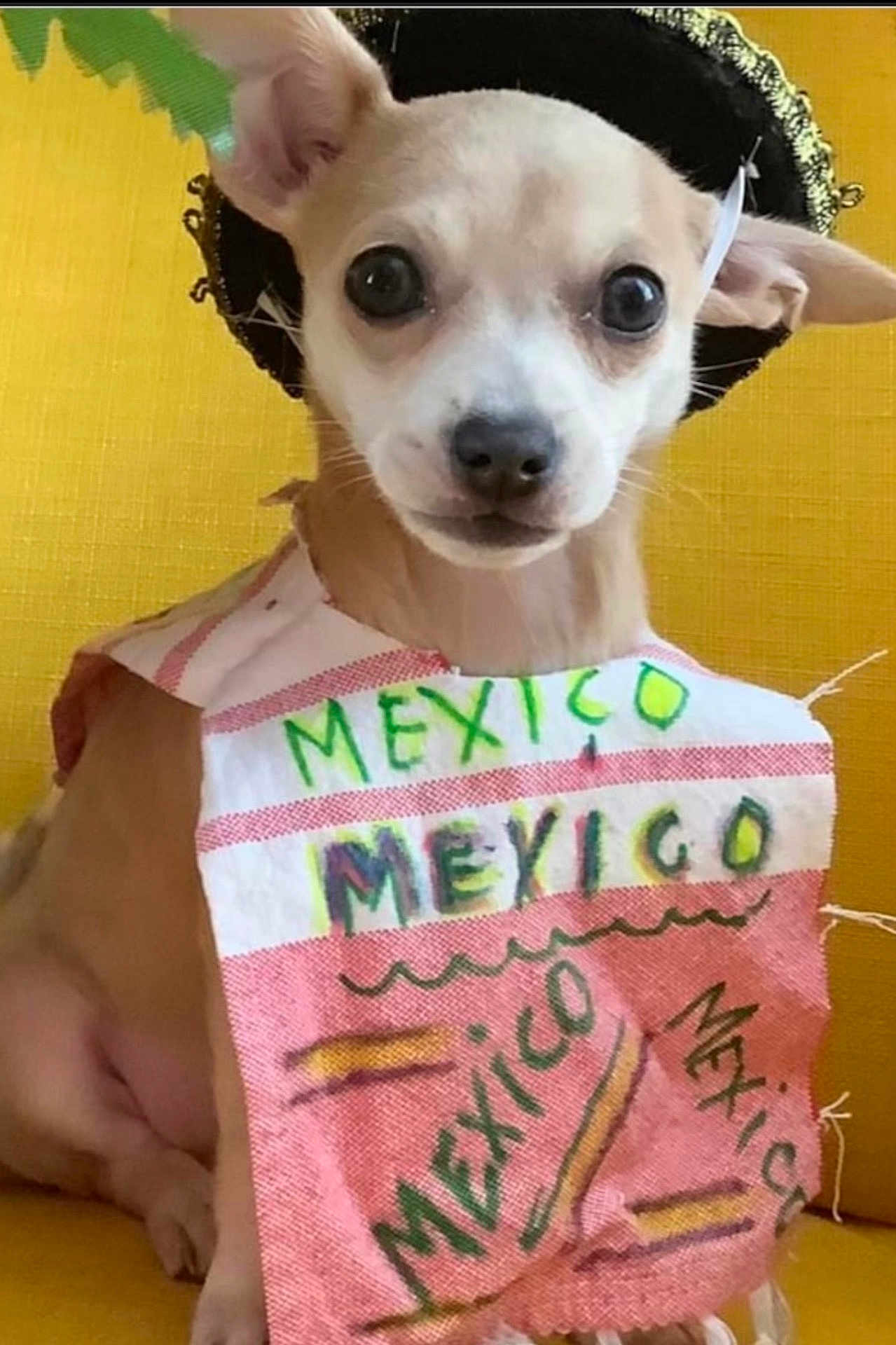 Little Latin Lupe Lu