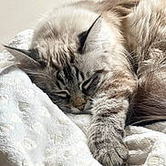 Plume participe au concours pour gagner de l'argent avec cette photo : abyssinian, angora, animal, bed, blanket, cat, couch, furniture, homedecor, kitten, linen, manx, person, pet, quilt, siamese, sleeping