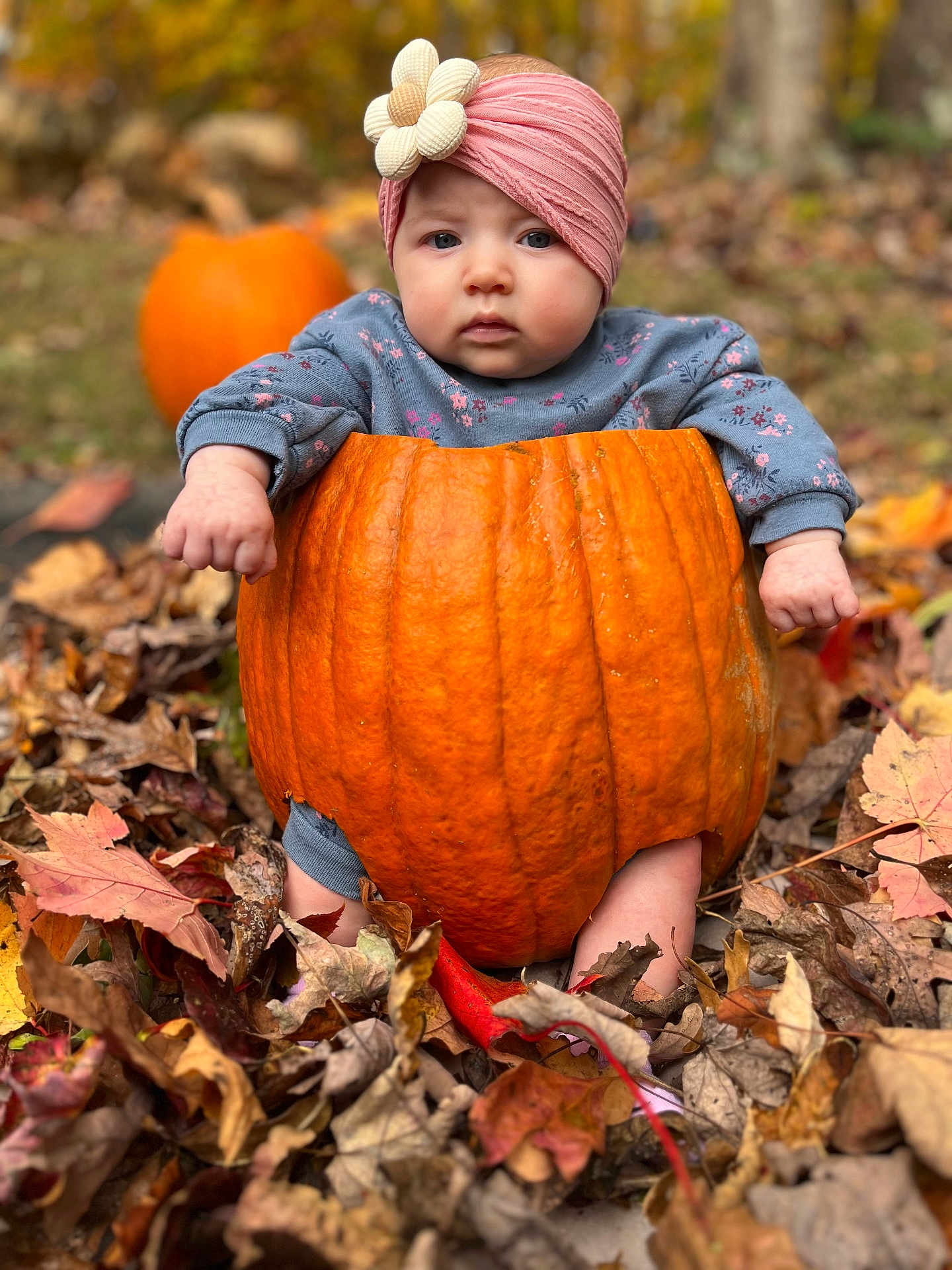 Blair is registered to the contest to win money with this photo: baby, pumpkin, headband, flower, autumn_leaves, fall, outdoor, child, cute, blue_eyes, sitting, seasonal, nature, orange, leaf_litter, portrait, expression, clothing, young_child, garden