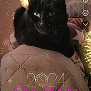 Isis participe au concours pour gagner de l'argent avec cette photo : black_cat, cat, heterochromia, fireworks, text_overlay, quilted_surface, indoor, pet, celebration, new_year, dark_fur, pink_text, 2024, animal, cute, portrait, feline, holiday, closeup, decorative