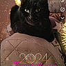 black_cat, cat, heterochromia, fireworks, text_overlay, quilted_surface, indoor, pet, celebration, new_year, dark_fur, pink_text, 2024, animal, cute, portrait, feline, holiday, closeup, decorative