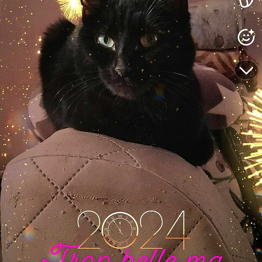 Isis participe au concours pour gagner de l'argent avec cette photo : black_cat, cat, heterochromia, fireworks, text_overlay, quilted_surface, indoor, pet, celebration, new_year, dark_fur, pink_text, 2024, animal, cute, portrait, feline, holiday, closeup, decorative