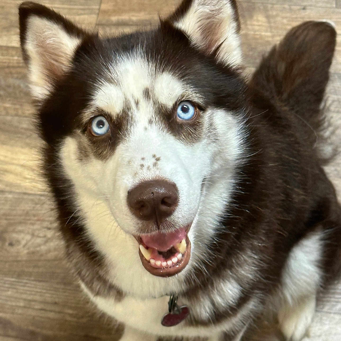Sadie joined the competition — help win amazing prizes! animal, bodypart, canine, dog, eskimodog, husky, mouth, person, pet, puppy, snout, whitedog