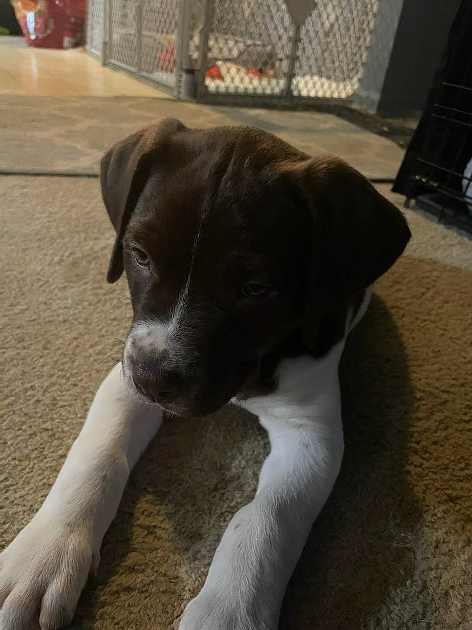 Hank joined the competition — help win amazing prizes! borador, canidae, carnivore, collar, companion_dog, dog, dog_breed, dog_collar, fawn, fence, flooring, fur, paw, pet_supply, puppy, sporting_group, tail, terrestrial_animal, whiskers, working_animal