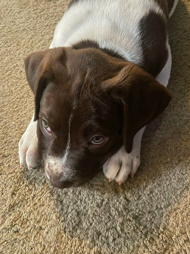 Hank is registered to the contest to win money with this photo: borador, canidae, carnivore, comfort, companion_dog, dog, dog_breed, ear, fawn, flooring, fur, hardwood, liver, paw, sporting_group, tail, terrestrial_animal, whiskers, wood, working_animal