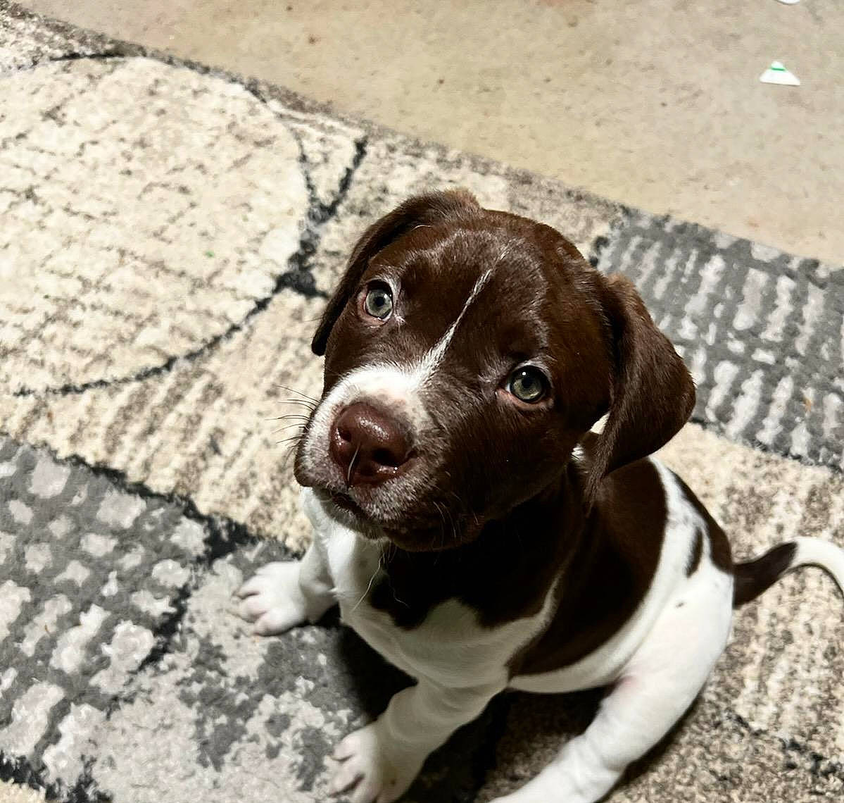 Hank is registered to the contest to win money with this photo: borador, canidae, carnivore, collar, companion_dog, dog, dog_breed, dog_collar, fawn, fur, grey, leash, liver, pet_supply, puppy, road_surface, snout, sporting_group, whiskers, working_animal