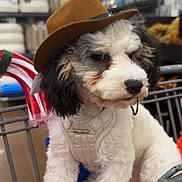 Billie joined the competition — help win amazing prizes! puppy, dog, shopping_cart, brown_hat, white_harness, orange_blanket, store, aisle, candy_canes, fluffy, black_and_white, pet, cute, indoor, animal, young_dog, fur, sitting, accessory, shopping