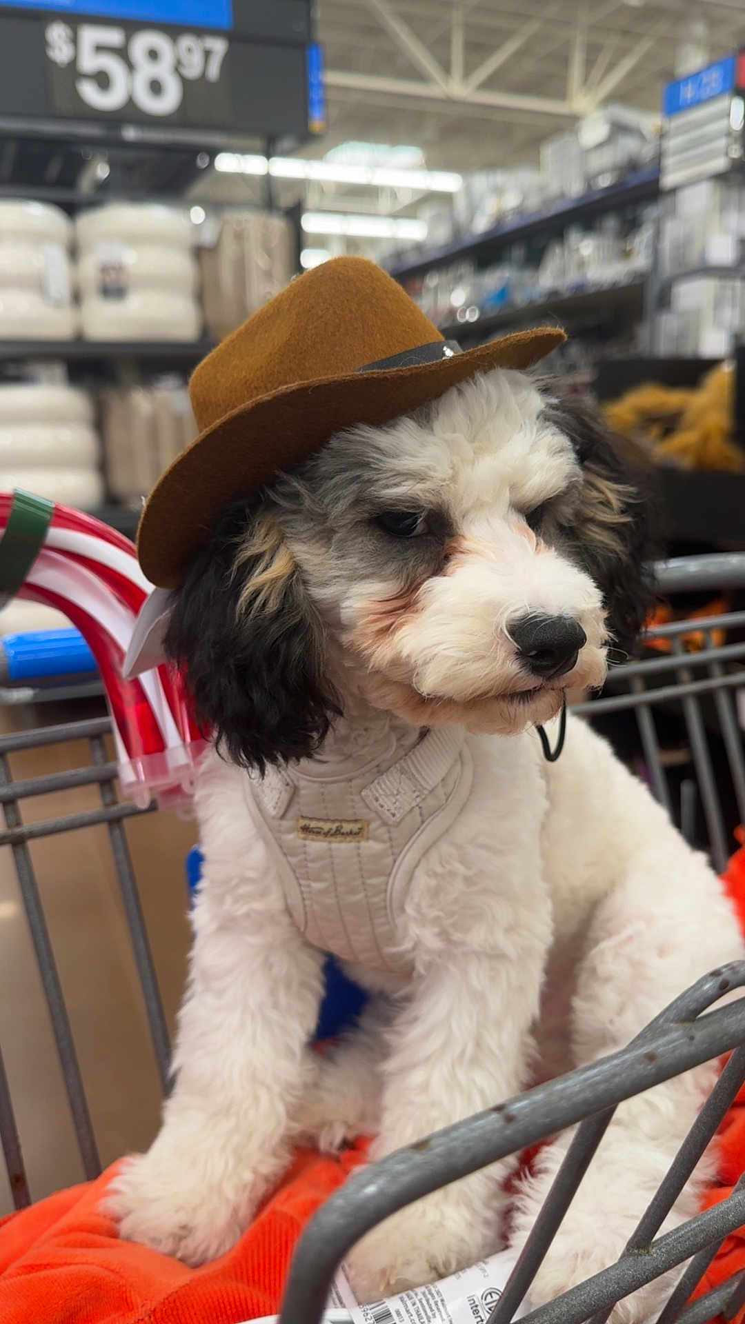 Billie joined the competition — help win amazing prizes! puppy, dog, shopping_cart, brown_hat, white_harness, orange_blanket, store, aisle, candy_canes, fluffy, black_and_white, pet, cute, indoor, animal, young_dog, fur, sitting, accessory, shopping