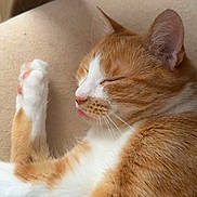 Guizmo a rejoint le concours — aidez-le/la à gagner de superbes lots ! cat, orange_cat, white_cat, sleeping, tongue_out, cushion, indoor, pet, feline, close_up, whiskers, paw, relaxed, cute, fur, animal, cozy, resting, domestic_cat, nap