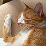 cat, orange_cat, white_cat, sleeping, tongue_out, cushion, indoor, pet, feline, close_up, whiskers, paw, relaxed, cute, fur, animal, cozy, resting, domestic_cat, nap
