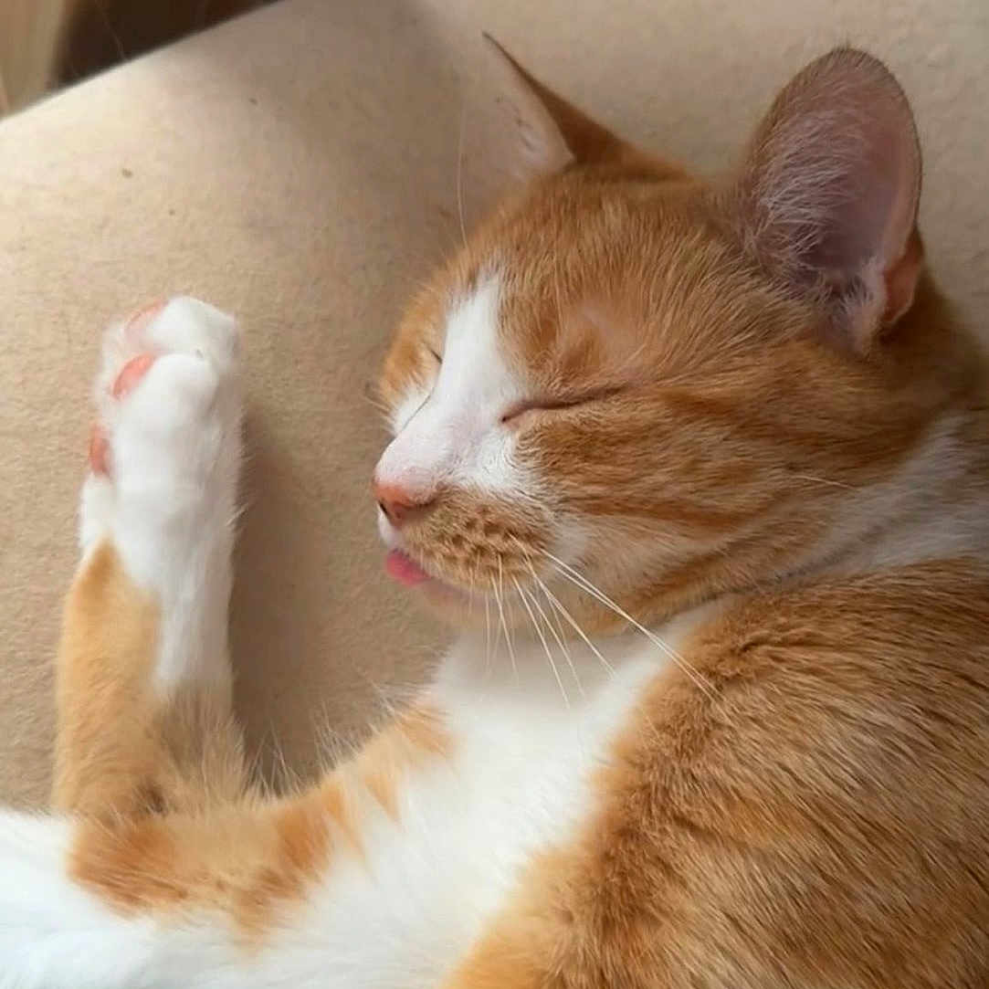 Guizmo a rejoint le concours — aidez-le/la à gagner de superbes lots ! animal, cat, close_up, cozy, cushion, cute, domestic_cat, feline, fur, indoor, nap, orange_cat, paw, pet, relaxed, resting, sleeping, tongue_out, whiskers, white_cat