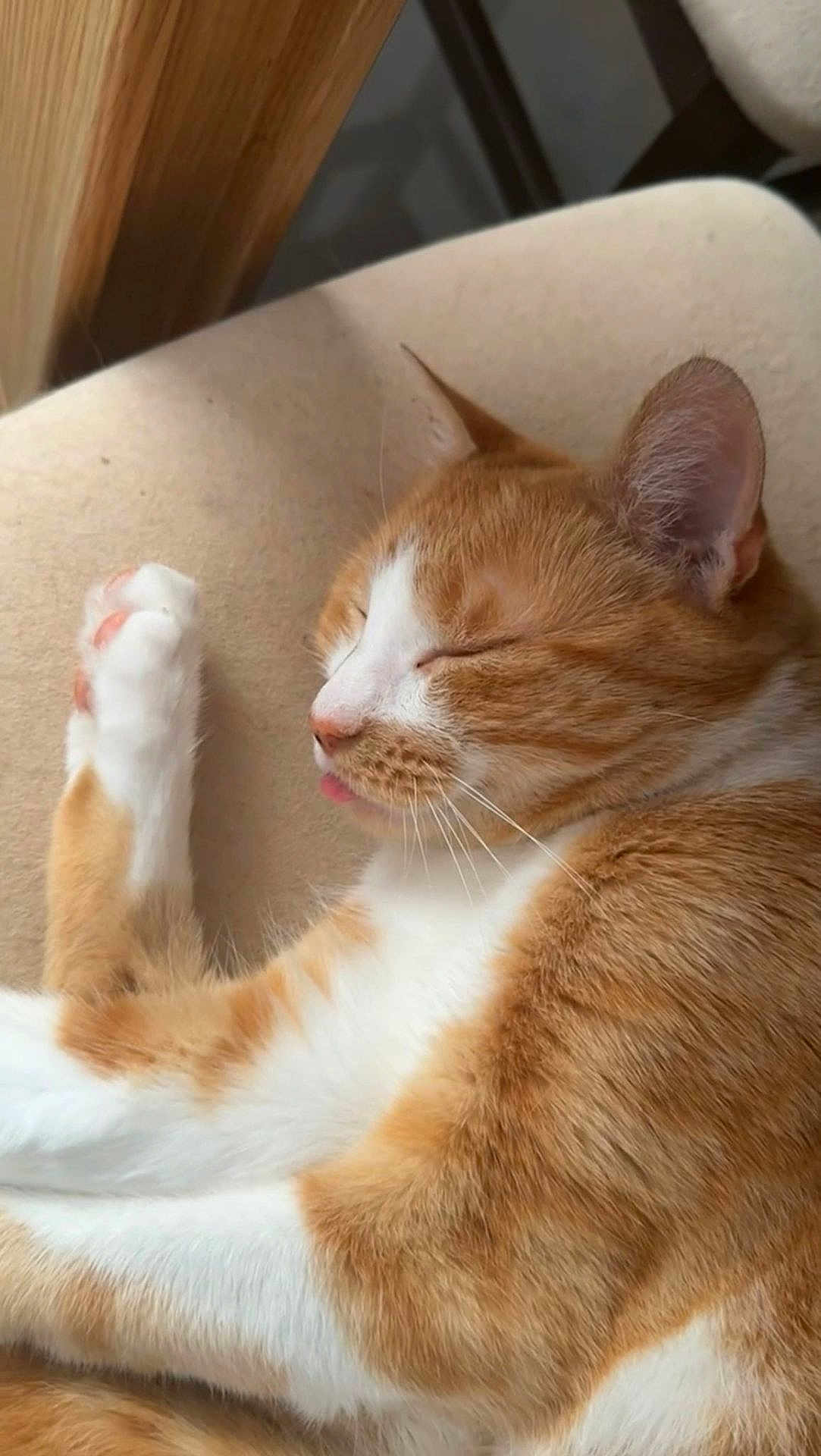 Guizmo a rejoint le concours — aidez-le/la à gagner de superbes lots ! cat, orange_cat, white_cat, sleeping, tongue_out, cushion, indoor, pet, feline, close_up, whiskers, paw, relaxed, cute, fur, animal, cozy, resting, domestic_cat, nap