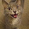 Kit Kat is registered to the contest to win money with this photo: cat, gray_cat, yellow_eyes, whiskers, fur, pet, animal, indoor, carpet, shadow, mouth_open, teeth, curious, looking_up, closeup, feline, playful, domestic_cat, portrait, cute