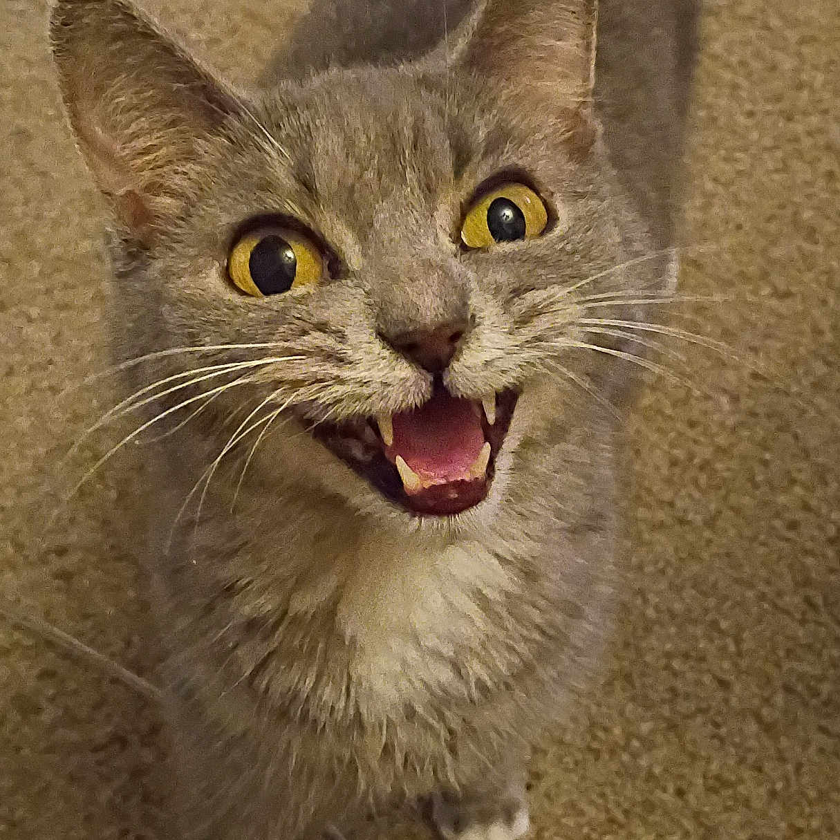 Kit Kat