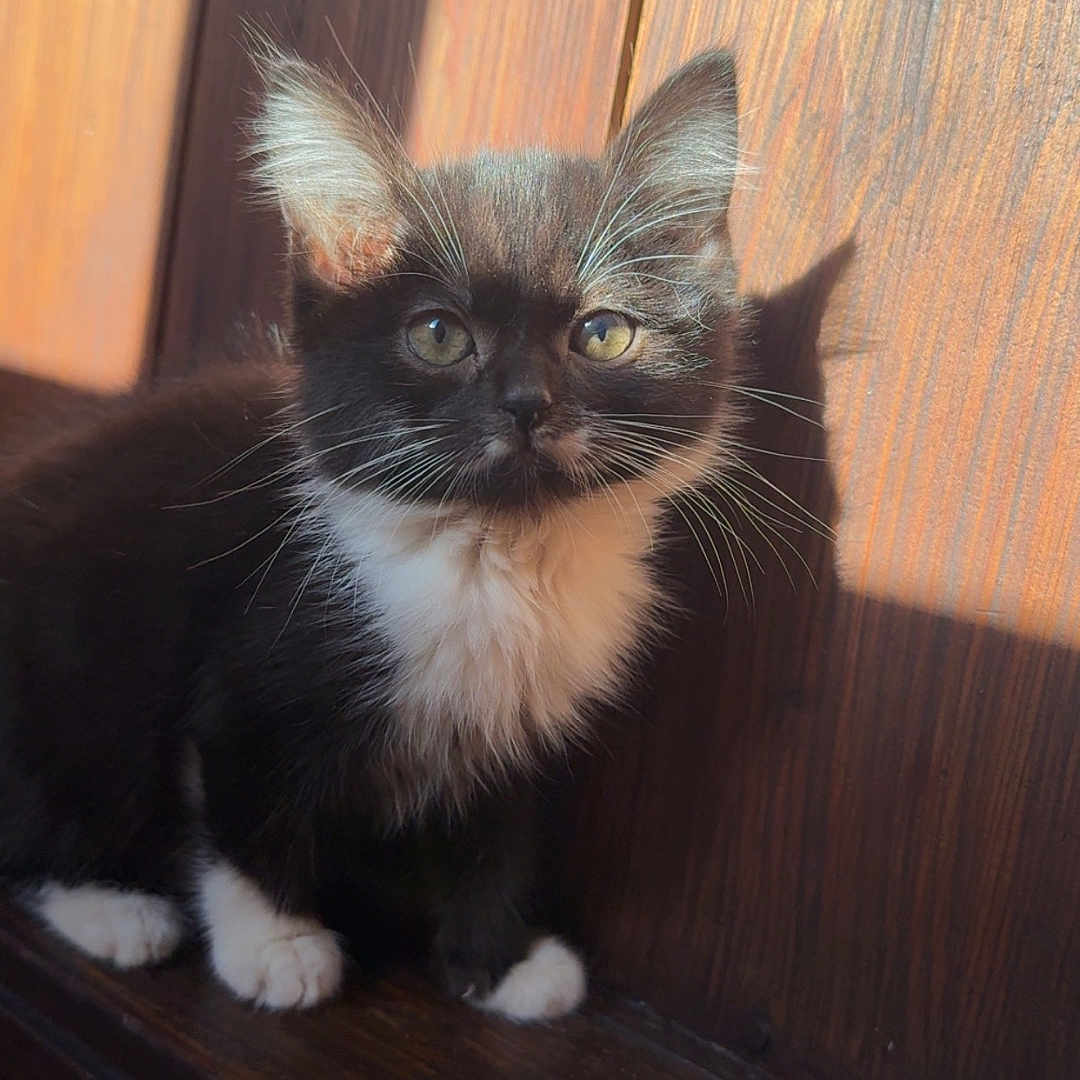 Athena participe au concours pour gagner de l'argent avec cette photo : abyssinian, animal, blackcat, cat, hardwood, kitten, manx, pet, plywood, siamese, wood