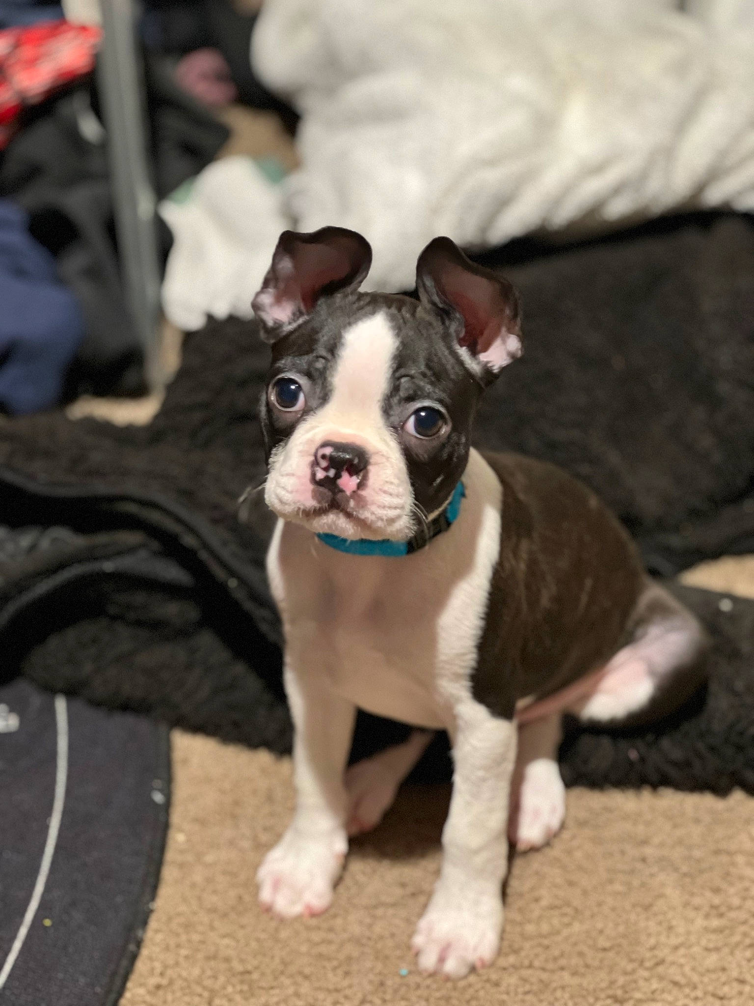 Gilbert joined the competition — help win amazing prizes! boston_terrier, bulldog, canidae, carnivore, collar, comfort, companion_dog, couch, dog, dog_breed, dog_collar, fawn, french_bulldog, fur, molosser, snout, sporting_group, toy_dog, whiskers, working_animal