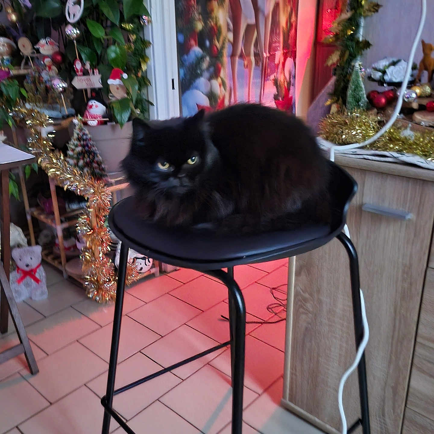 Rio a rejoint le concours — aidez-le/la à gagner de superbes lots ! animal, black_cat, cable, cat, christmas_decorations, cozy, decor, eyes, floor_tile, fluffy, furniture, holiday, indoor, lighting, ornaments, pets, plant, relaxing, stool, wooden_cabinet