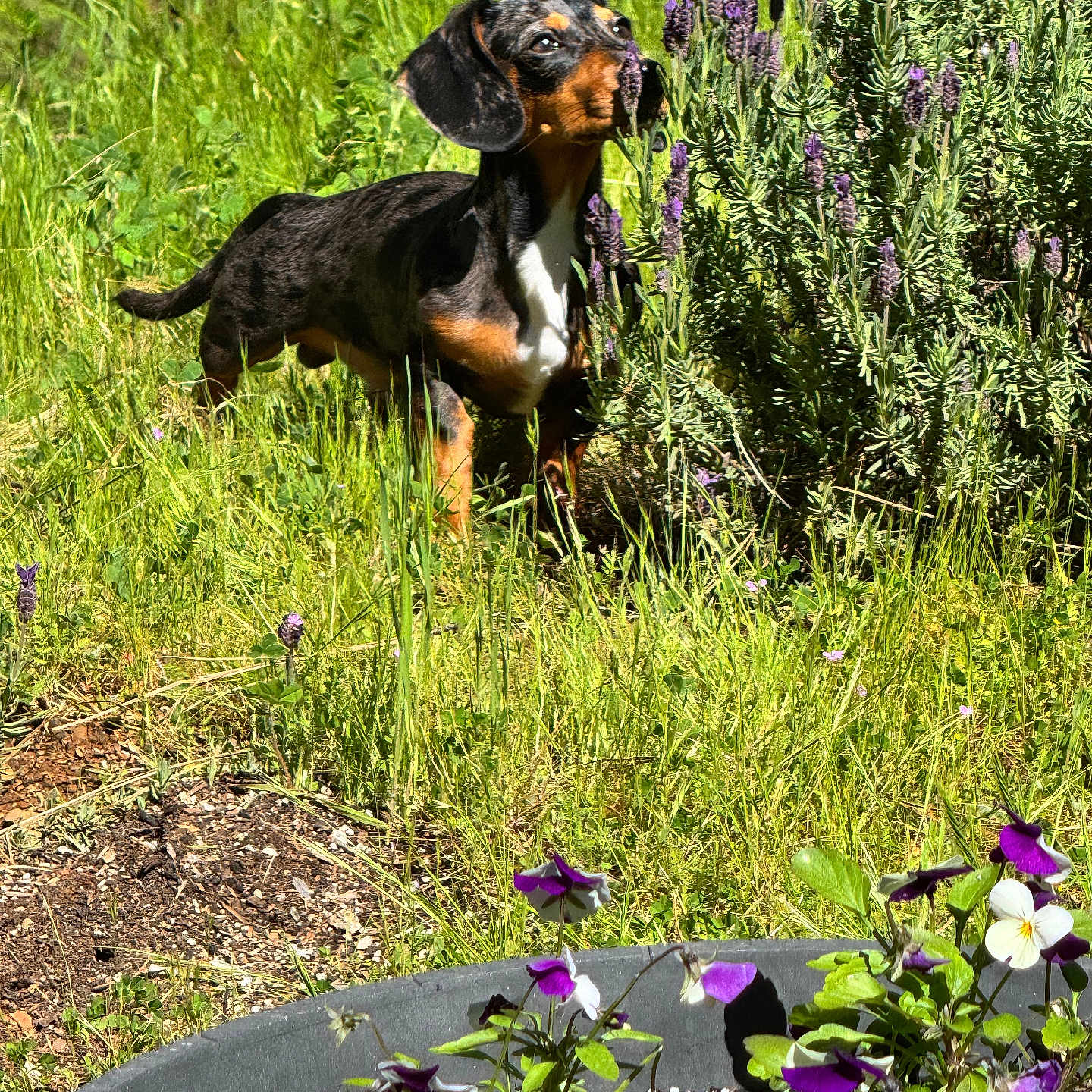 Maverick