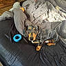 Maverick is registered to the contest to win money with this photo: animal, bed, black, blanket, cozy, cute, dachshund, dog, ears, fur, furniture, indoor, looking_up, pet, puppy, resting, small_dog, tan, toy, wooden_floor