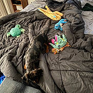 Maverick joined the competition — help win amazing prizes! bed, bedroom, blanket, carpet, comforter, cozy, dog, floor, furniture, gray_bedding, indoor, octopus_toy, pet, plush_toy, rumpled_bed, small_dog, stuffed_animal, toy, turtle_toy, wooden_nightstand