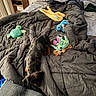 dog, bed, comforter, plush_toy, turtle_toy, octopus_toy, gray_bedding, wooden_nightstand, indoor, carpet, small_dog, rumpled_bed, stuffed_animal, toy, furniture, pet, cozy, bedroom, floor, blanket