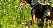 Maverick joined the competition — help win amazing prizes! alert, animal, background, canine, dachshund, daylight, dog, field, fur, grass, greenery, mammal, nature, outdoor, pet, plants, side_view, summer, sunlight, wildlife