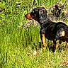 dog, dachshund, grass, outdoor, nature, greenery, sunlight, animal, pet, field, plants, canine, fur, mammal, side_view, alert, wildlife, summer, daylight, background
