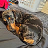 Maverick is registered to the contest to win money with this photo: animal, bed, blanket, cozy, curled_up, cute, dachshund, dappled_coat, dog, domestic, home, indoor, laundry_basket, pet, plush_toy, puppy, resting, sleepy, soft, toy
