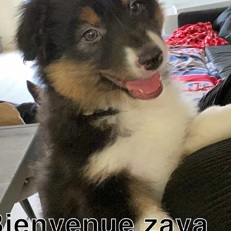 Zaya