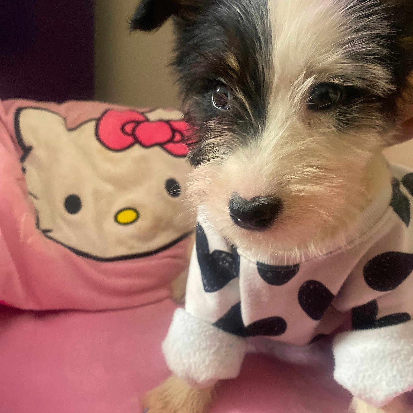 Kitty joined the competition — help win amazing prizes! animal, blanket, close_up, clothing, cozy, cute, dog, fur, hello_kitty, indoors, nose, pet, pink, playful, polka_dot, puppy, small_dog, soft, sweater, young
