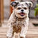 Buddy