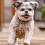 dog, running, outdoor, wooden_deck, curly_fur, happy, pet, animal, playful, ears_flapping, smiling, close_up, brown, white, furry, canine, motion, daylight, cute, energetic