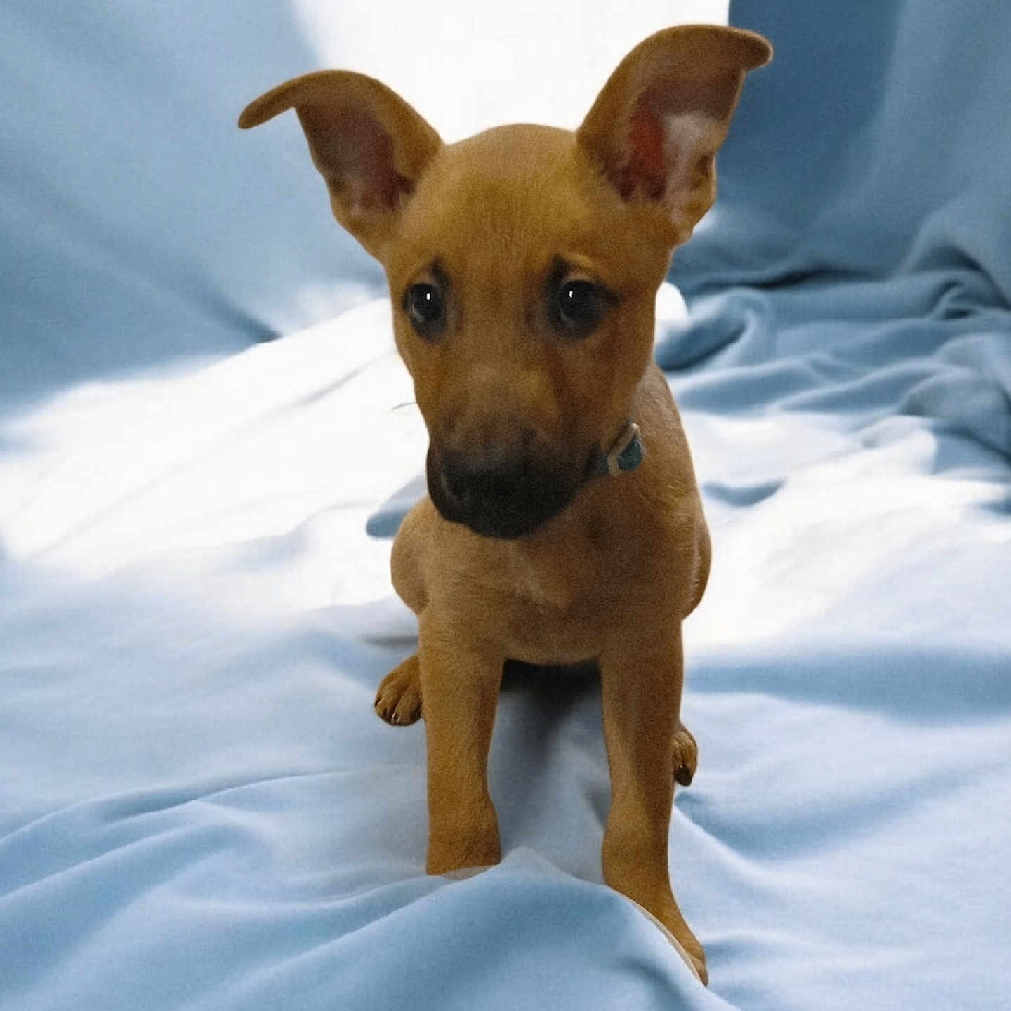 Teddy is registered to the contest to win money with this photo: animal, attention, background, blanket, blue, brown, collar, cute, dog, domestic, ears, fur, indoor, looking, pet, portrait, puppy, sitting, soft, young
