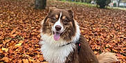 Rio a rejoint le concours — aidez-le/la à gagner de superbes lots ! autumn_leaves, blurred_background, brown, canine, dog, fall, fluffy, fur, grass, happy, leaves, nature, outdoor, park, pet, season, sitting, tongue_out, tree, white