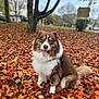autumn_leaves, blurred_background, brown, canine, dog, fall, fluffy, fur, grass, happy, leaves, nature, outdoor, park, pet, season, sitting, tongue_out, tree, white