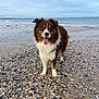 Rio a rejoint le concours — aidez-le/la à gagner de superbes lots ! animal, beach, brown, cloudy, coast, dog, fluffy, happy, nature, outdoor, pet, sand, sea, shells, shore, sky, standing, tongue_out, water, white