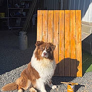 Rio participe au concours pour gagner de l'argent avec cette photo : animal, brown, calm, daylight, dog, fluffy, gravel, ladder, outdoor, paint_brush, pet, rustic, shadow, sitting, sunlight, tools, white, wood_panel, wood_stain_can, workshop