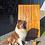 animal, brown, calm, daylight, dog, fluffy, gravel, ladder, outdoor, paint_brush, pet, rustic, shadow, sitting, sunlight, tools, white, wood_panel, wood_stain_can, workshop