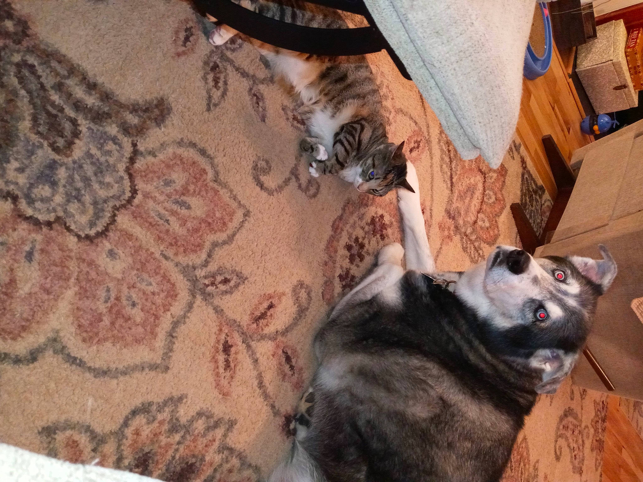 Willie joined the competition — help win amazing prizes! building, canidae, carnivore, comfort, companion_dog, dog, dog_breed, fawn, felidae, flooring, fur, hardwood, paw, small_to_medium_sized_cats, snout, sporting_group, tail, whiskers, wood, working_animal