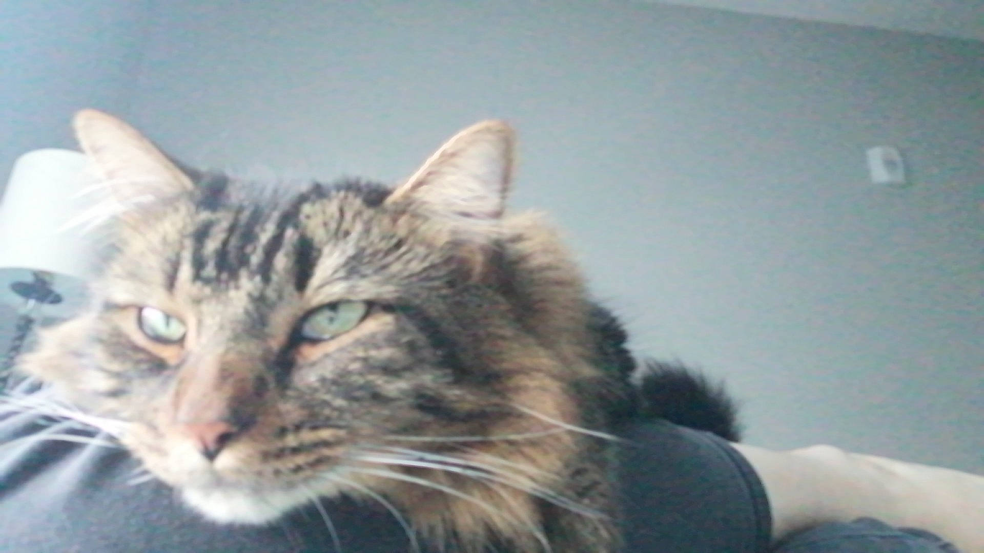 Francis is registered to the contest to win money with this photo: carnivore, cat, domestic_short_haired_cat, felidae, fur, paw, small_to_medium_sized_cats, whiskers, window